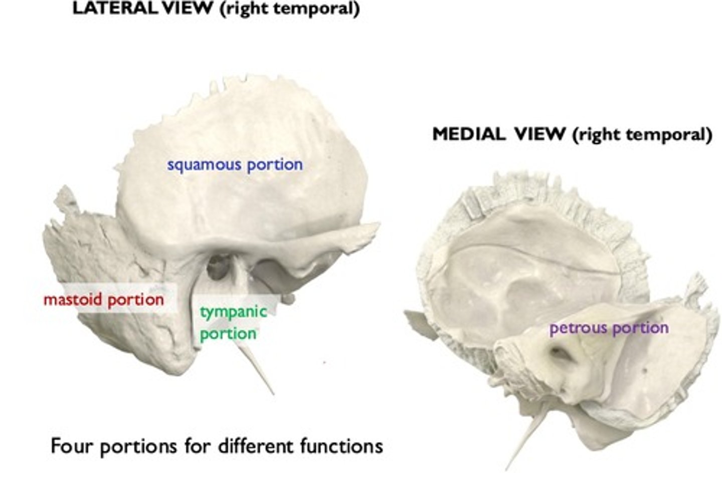 <p>squamous, tympanic, mastoid, petrous</p>