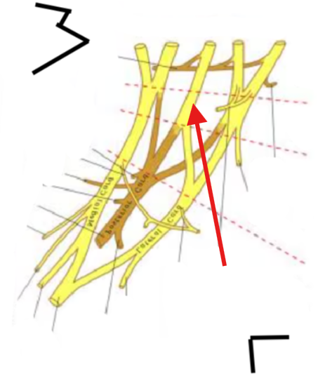 <p>What is this structure?</p>
