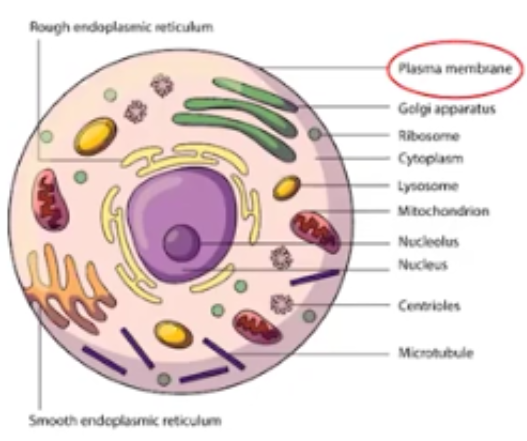 <p>Eukaryotic Cells</p>