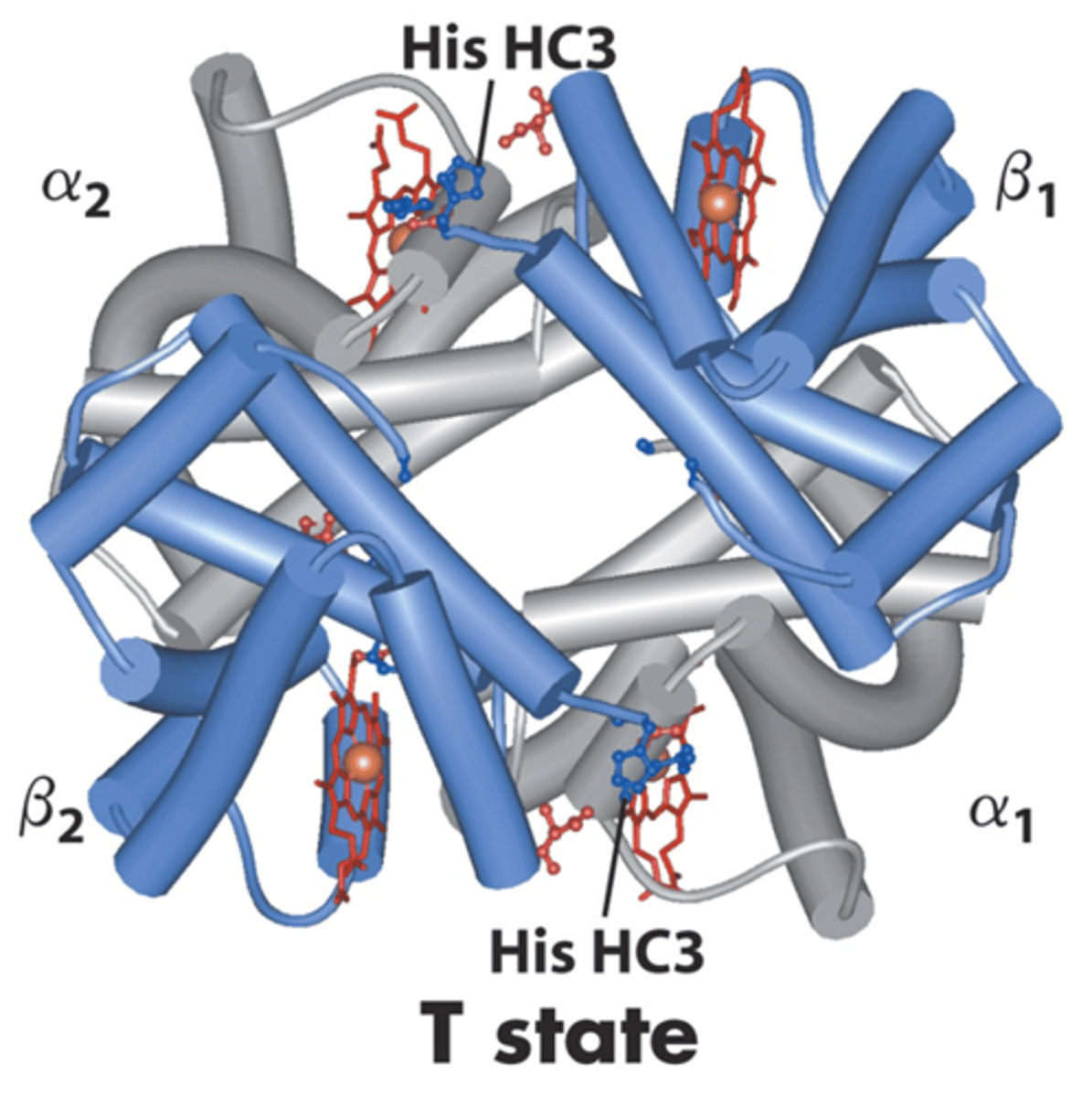 <p>Tense state = O2 is NOT bound (does NOT accept O2)</p><p>Val also blocks O2 binding in this form</p>