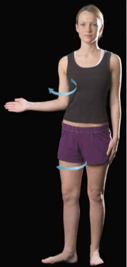 <p>rotation of the body part outwards</p>