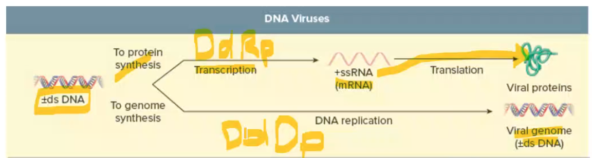 <p><span>Replication of DNA genomes usually occurs in nucleus + uses DNA dep DNA polymerase (DNA genome → DNA genome)</span></p><p></p><p><span>transcription: uses DNA dependent RNA polymerase (DNA genome → protein) </span></p>