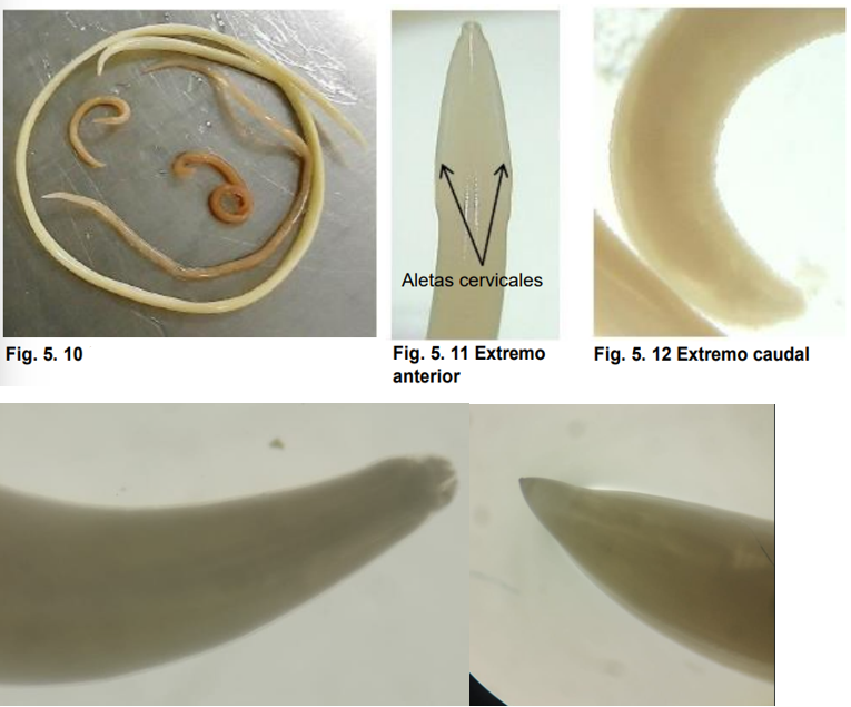 <ul><li><p>Localización: intestino delgado </p></li><li><p>Hospedante: pedro, gato,gato y zorro</p></li><li><p>Ciclo de vida directo</p></li><li><p>Tiene 3 labios</p></li><li><p>El extremo anterior tiene dirección ventral y las aletas cervicales son estrechas anteriormente y anchas en su parte posterior.</p></li><li><p>M: espiculas y cola simple </p></li></ul>