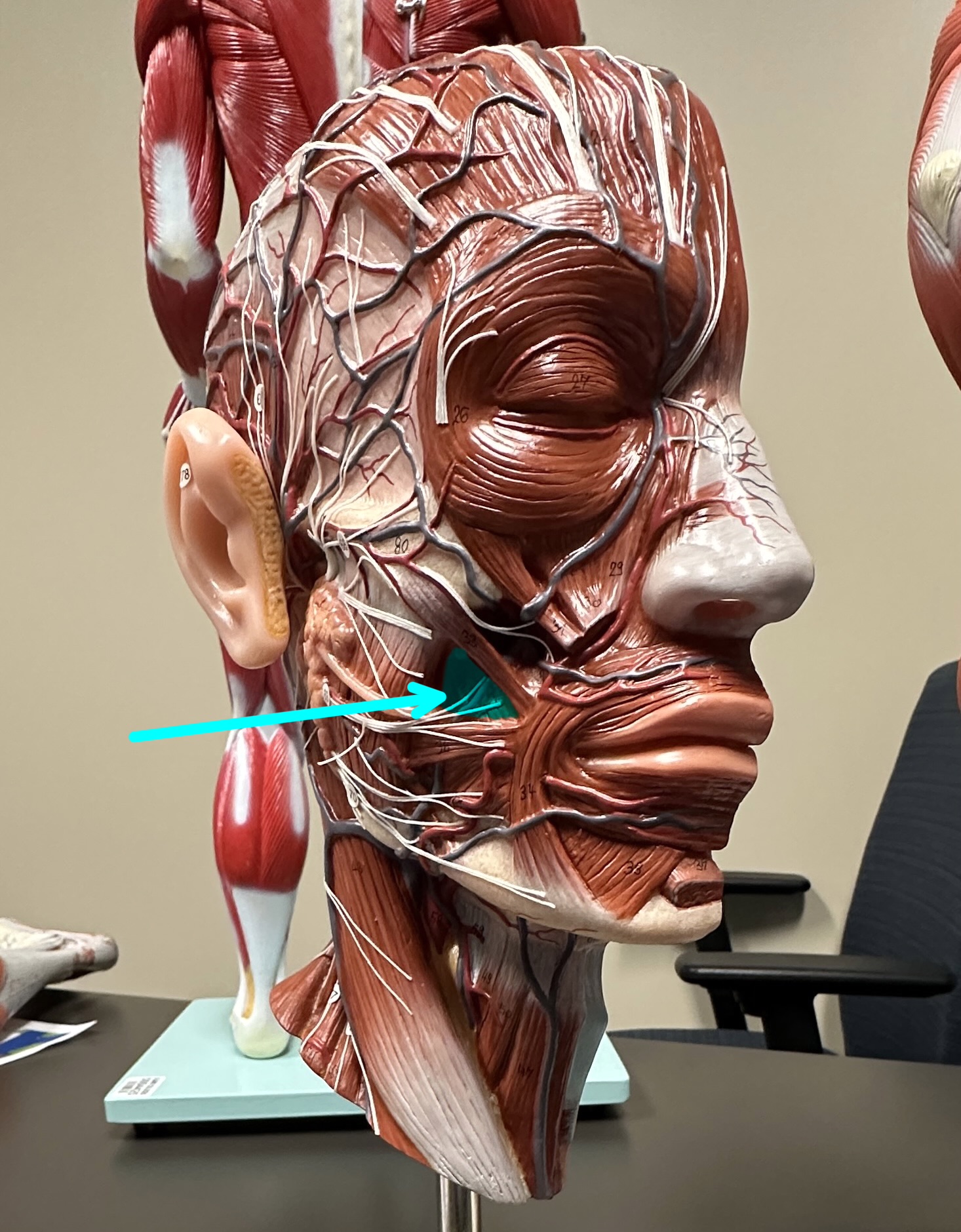 <p>What is the highlighted structure</p>