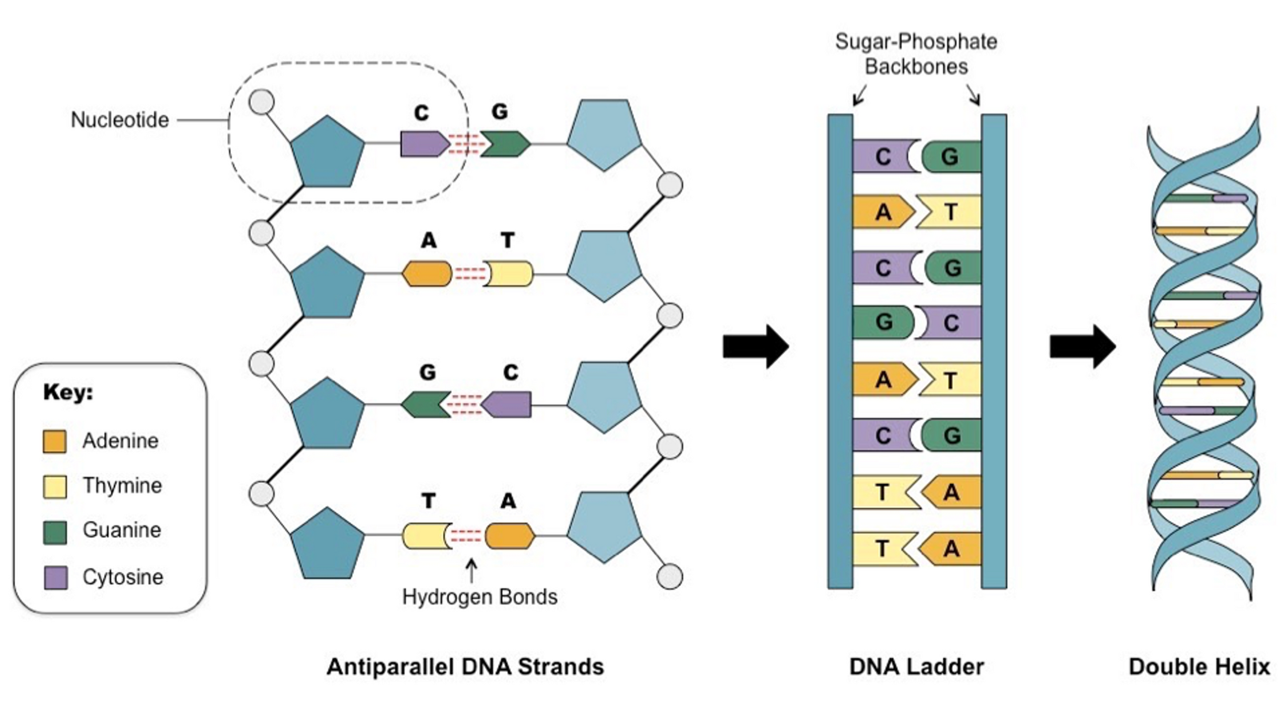 <p><span>•DNA is an example of a polymer, a molecule made up of many repeating small units – in this case the small repeating units are nucleotides.</span></p>