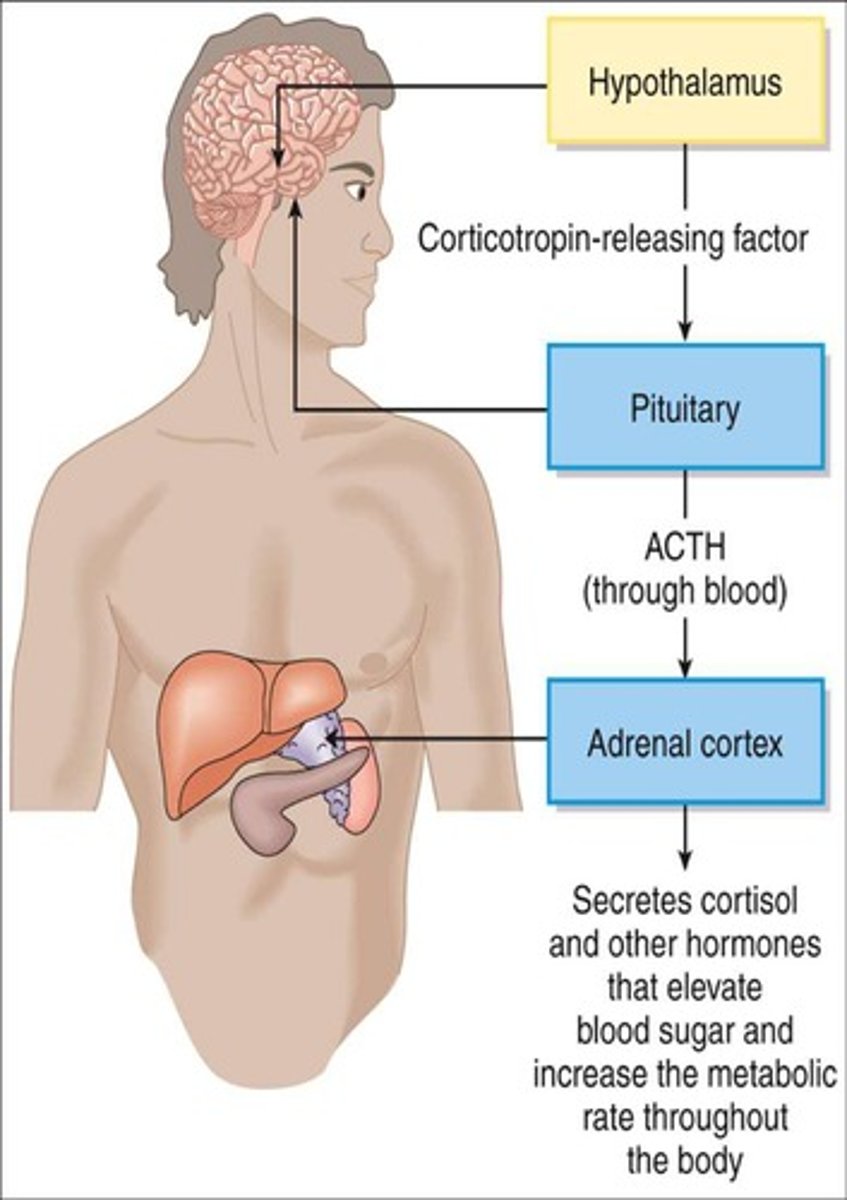 <p>Regulates stress response via cortisol release.</p>