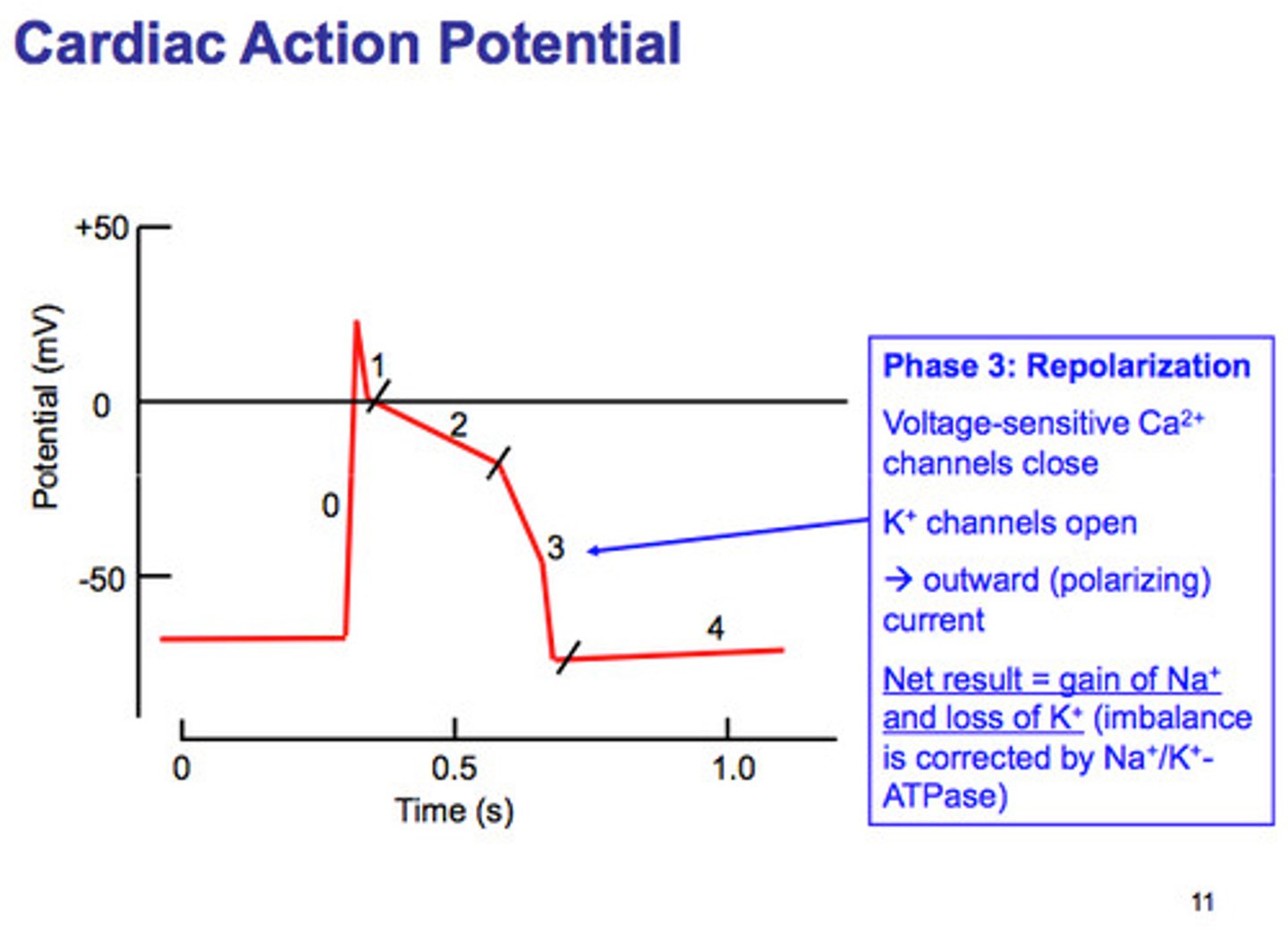 <p>Efflux of potassium causing ventricular relaxation and ventricular repolarization (T wave).</p>