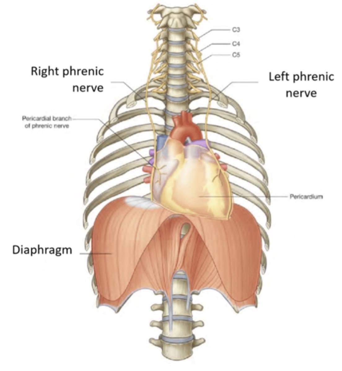 <p>C3-5 phrenic nerve</p>