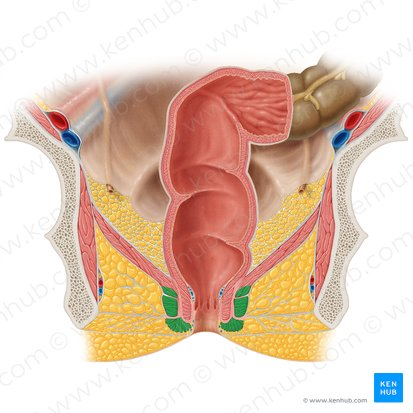 <p>A ring of skeletal muscle that surrounds the anal canal, superficial to the internal anal sphincter. It is <strong>under voluntary control</strong>, meaning you can consciously choose to contract or relax it to control the passage of feces. This allows for the postponement of defecation.   </p><p></p>
