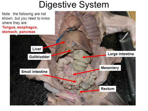 <p>A small, pear-shaped organ located beneath the liver. Its function is to store and concentrate bile produced by the liver, releasing it into the small intestine to aid in the digestion and absorption of fats.</p>