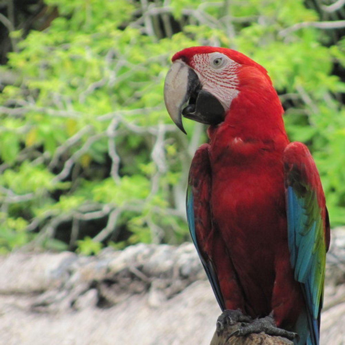 <p>the parrot</p>
