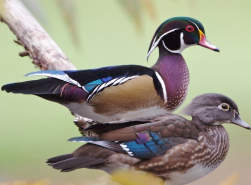 <p><strong>Aix sponsa</strong></p>