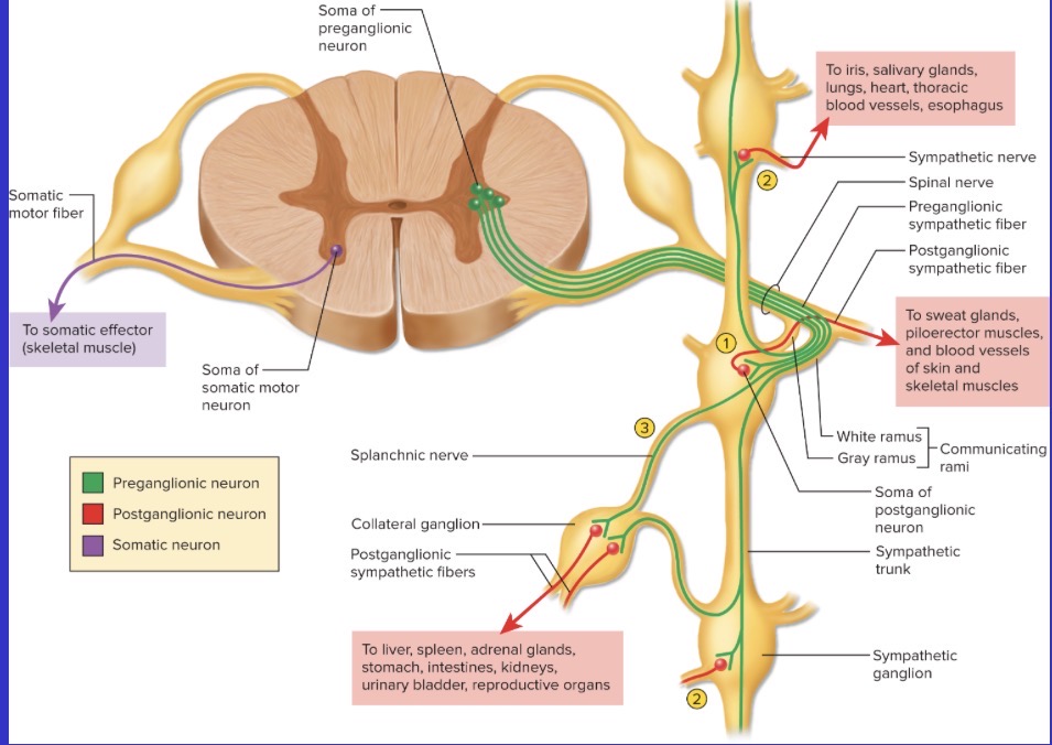 <p>Sympathic chain ganglia</p>