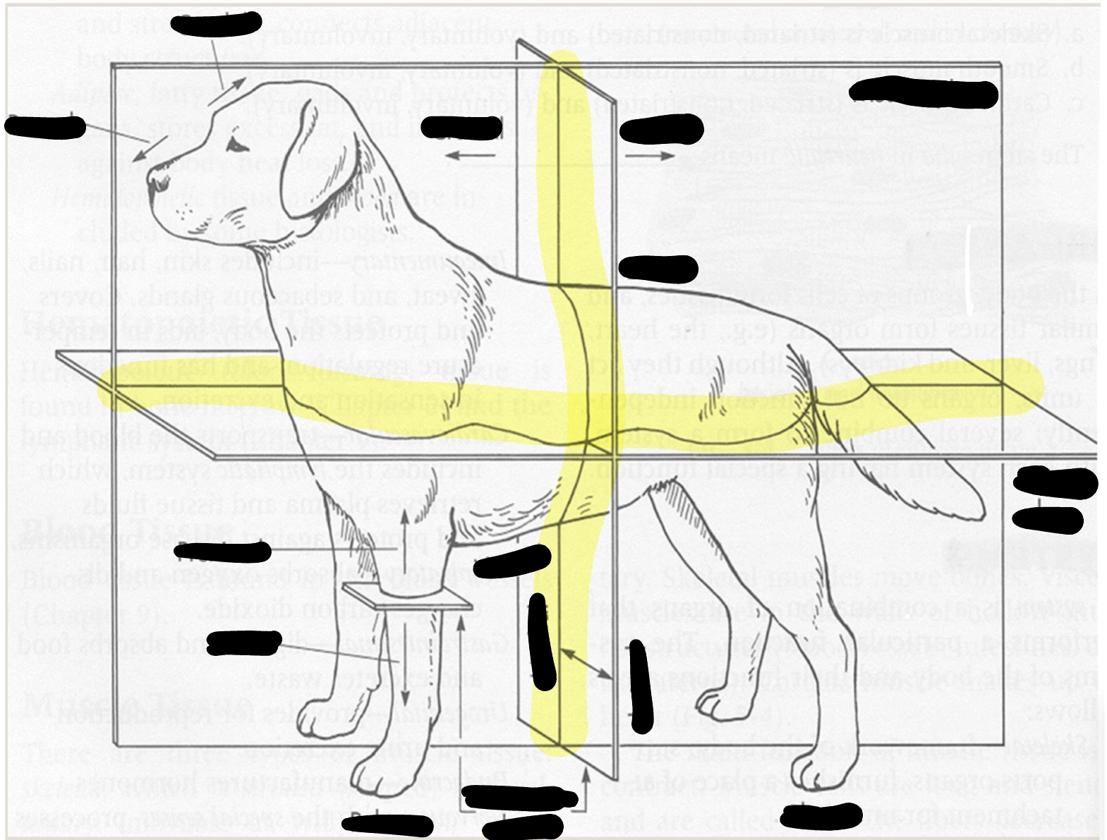 <p>toward midline</p>