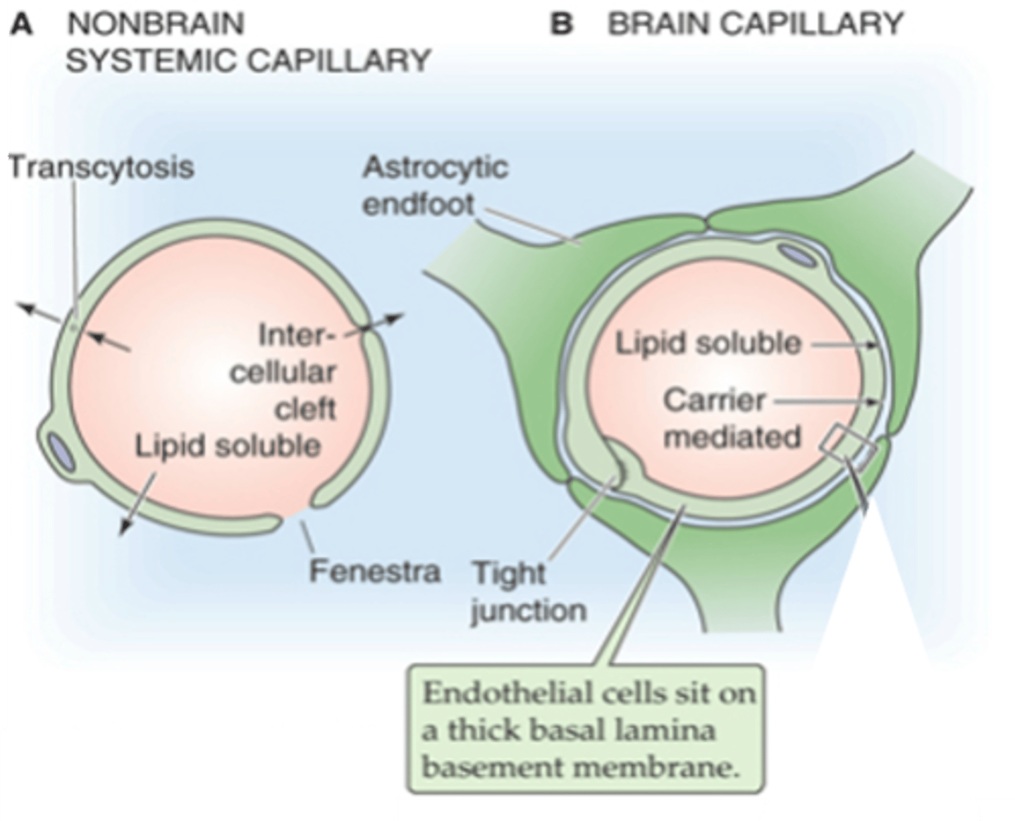 <p>What can astrocytes induce?</p>