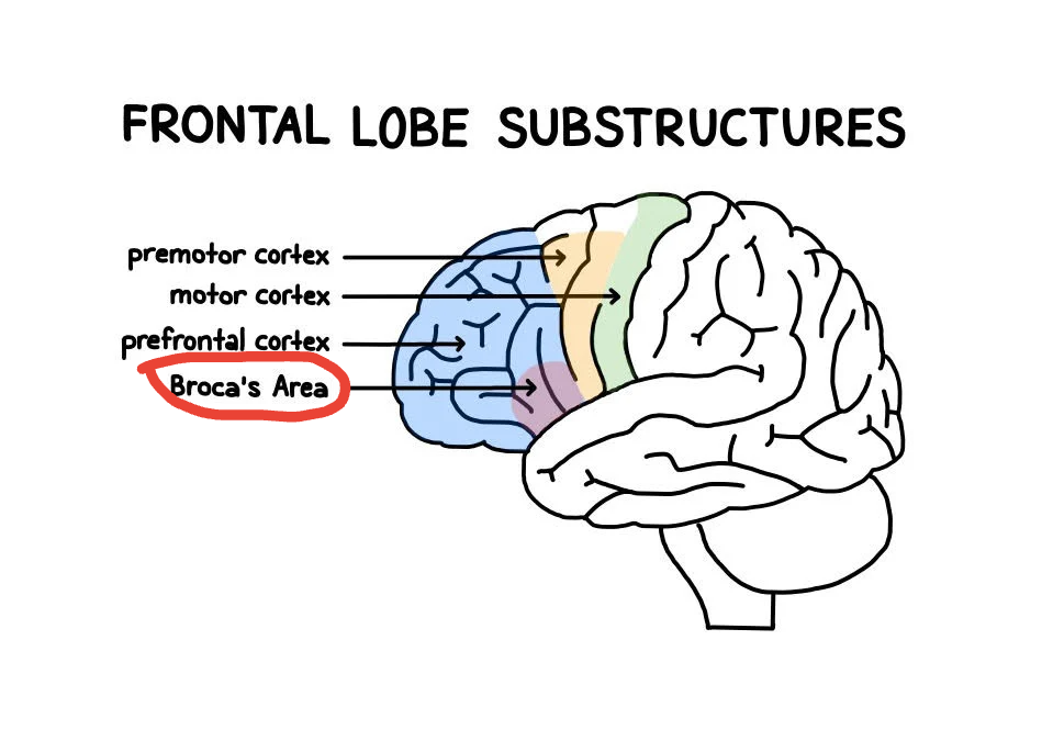 <p>located in the left hemisphere of the brain, specifically in the frontal lobe, that is responsible for speech production and language processing</p>