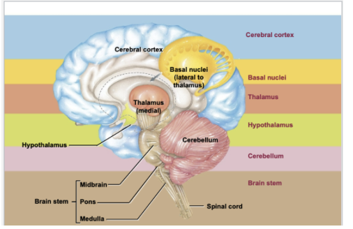 <ul><li><p><span style="line-height: 22.0875px;">The major parts of the brain from the most complex to most primitive level:&nbsp;&nbsp;</span></p></li><li><p><span style="line-height: 22.0875px;">Cerebral cortex&nbsp;&nbsp;</span></p></li><li><p><span style="line-height: 22.0875px;">Basal nuclei&nbsp;&nbsp;</span></p></li><li><p><span style="line-height: 22.0875px;">Thalamus&nbsp;&nbsp;</span></p></li><li><p><span style="line-height: 22.0875px;">Hypothalamus&nbsp;&nbsp;</span></p></li><li><p><span style="line-height: 22.0875px;">Cerebellum&nbsp;</span></p></li><li><p><span style="line-height: 22.0875px;">Brain Stem &nbsp;</span></p></li></ul><p></p>