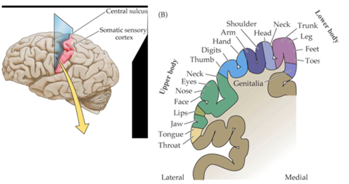 <p>The map is very fine, not simply lower versus upper body and it reflects the fact that each DRG ____________ a specific domain of the body called a _______________</p>