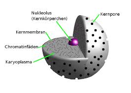 <ul><li><p>Aus Karyoplasma (helle Farbe)</p></li><li><p>1/mehrere Nukleus (Kernkörperhen), </p></li><li><p>Kernmembran </p></li><li><p>Chromatinfäden</p></li><li><p>Kernporen</p></li></ul>