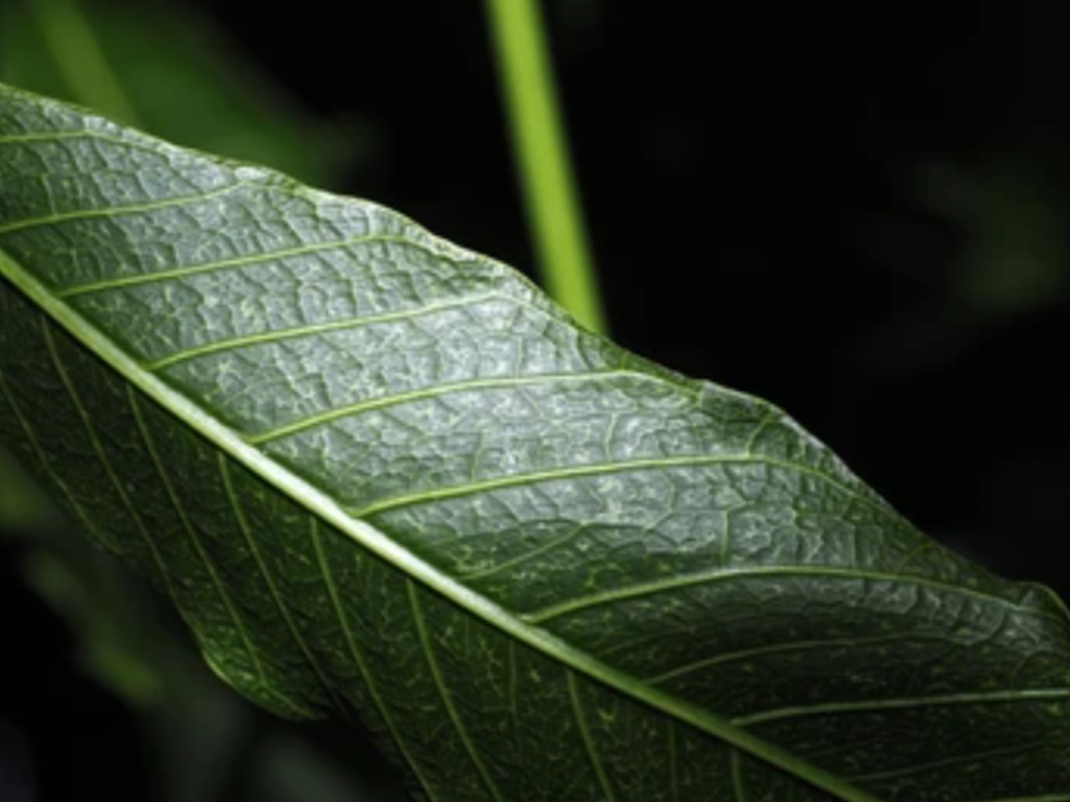 <p>netted venation; several smaller veins branching out of a dominant midrib</p>