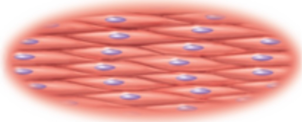 <ul><li><p><strong>Spindle</strong> shaped, <strong>elongated</strong></p></li><li><p>thick in the <strong>middle</strong> and tapered toward the <strong>end</strong></p></li><li><p>In smooth <strong>muscle</strong> cells</p></li></ul>