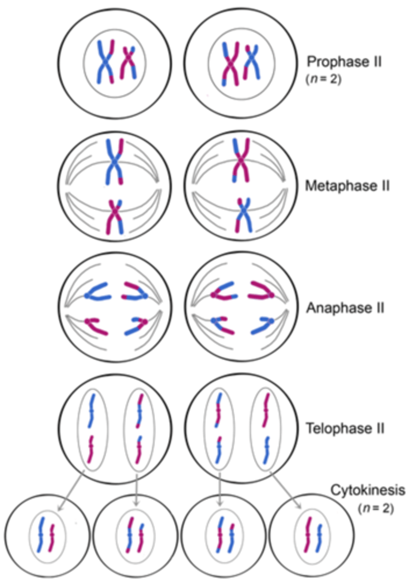 <p>The second division of a two-stage process of cell division in sexually reproducing organisms in which chromatids separating resulting in cells with half the chromosome number of the original cell</p>
