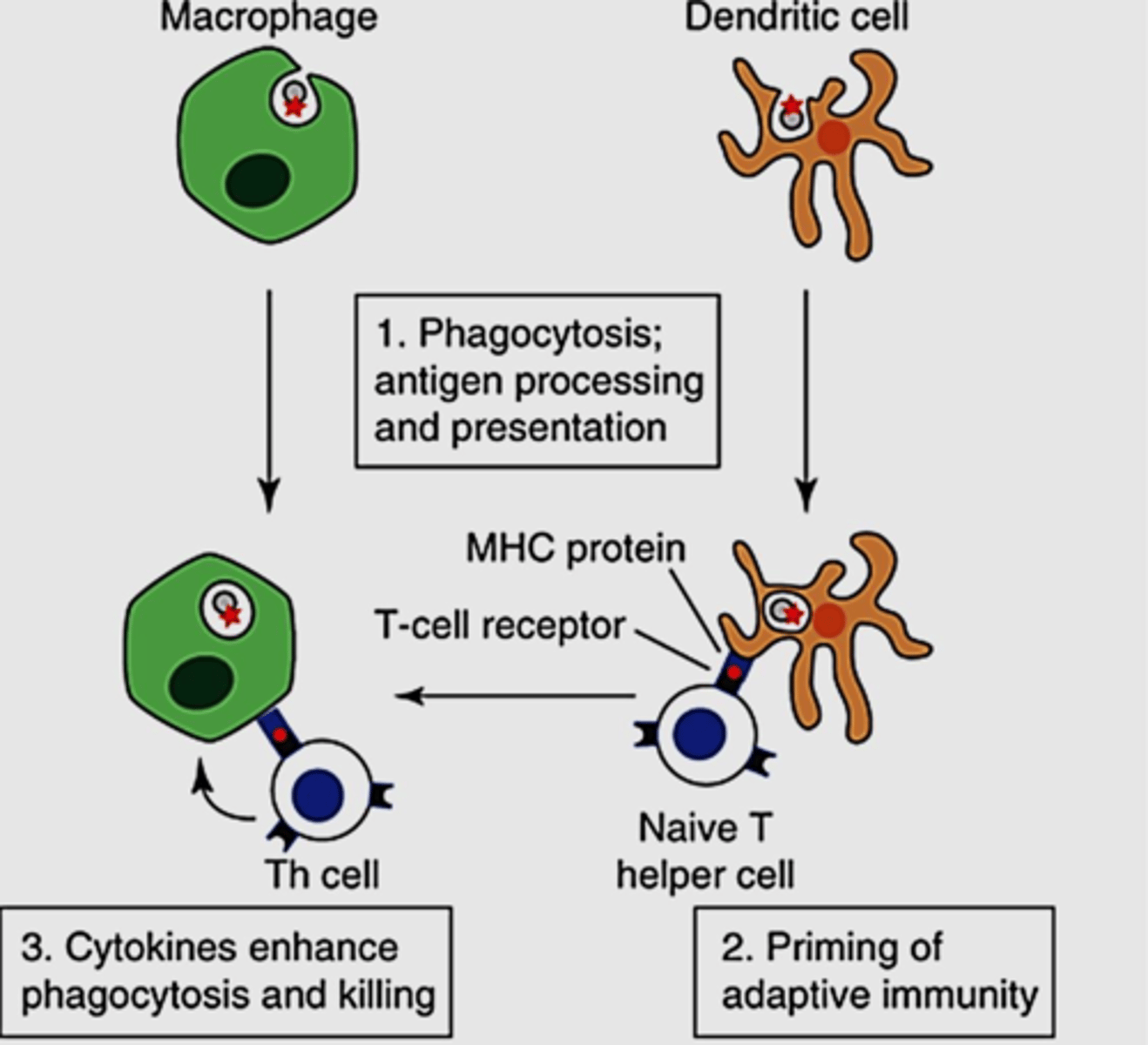 <p>Capture invaders (bacteria, viruses) and present them to our immune cells to activate an immune response</p>