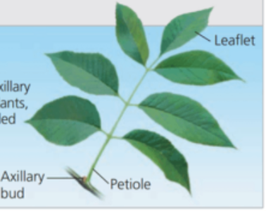 <p>What kind of leaf SHAPE is this?</p>