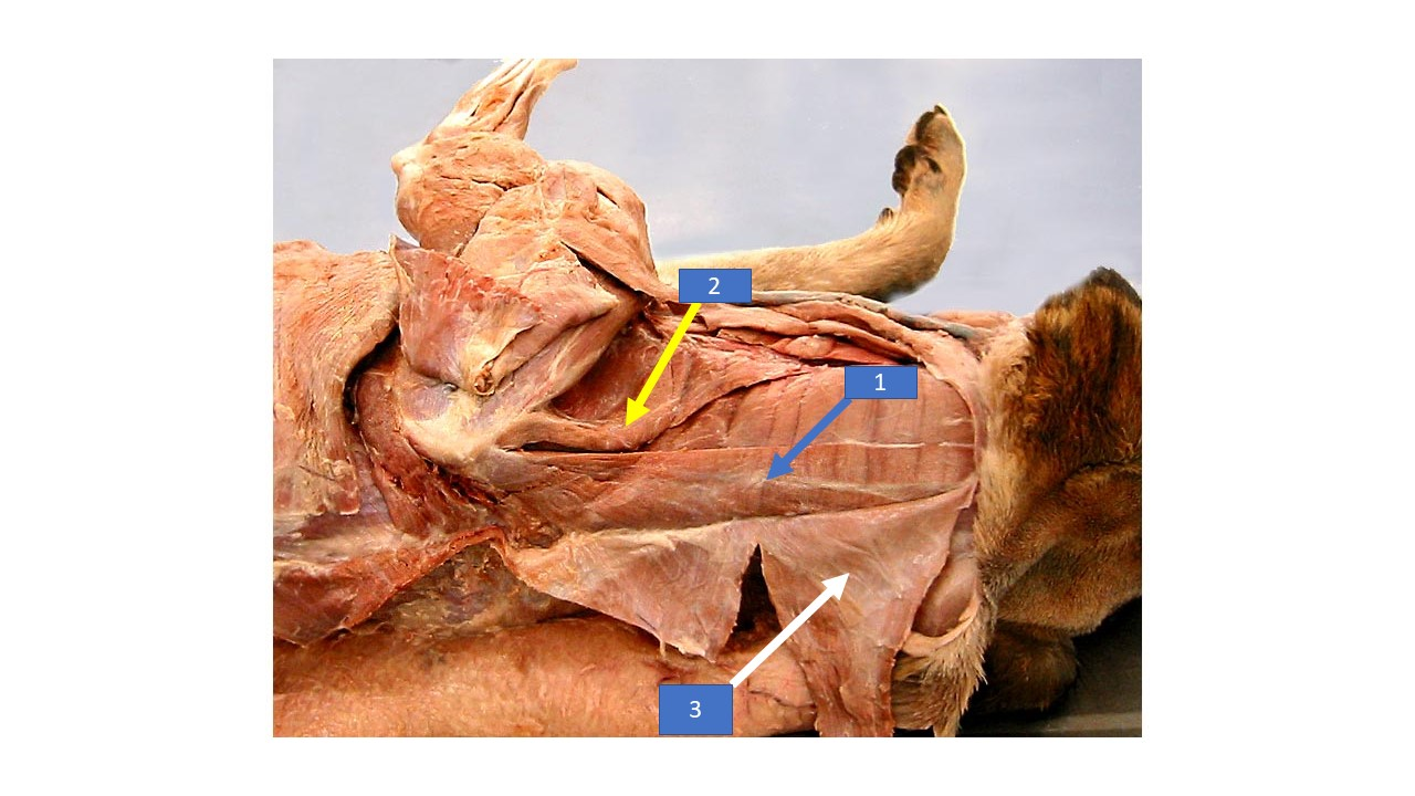<p>What is the extrinsic muscle labeled 3 in the diagram?</p>