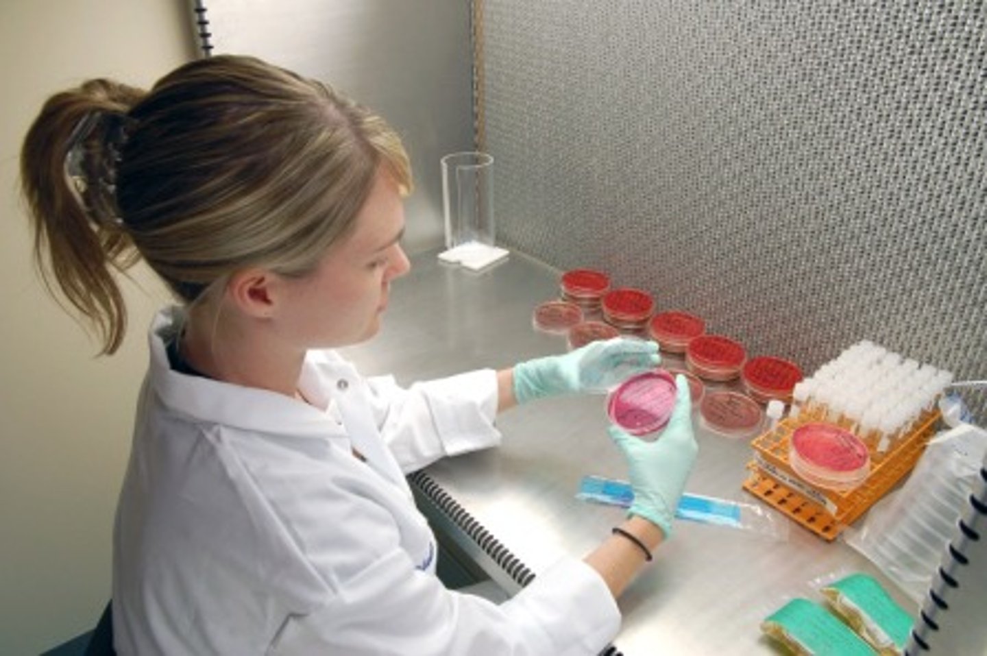 <p>The study of living organisms that are microscopic</p>