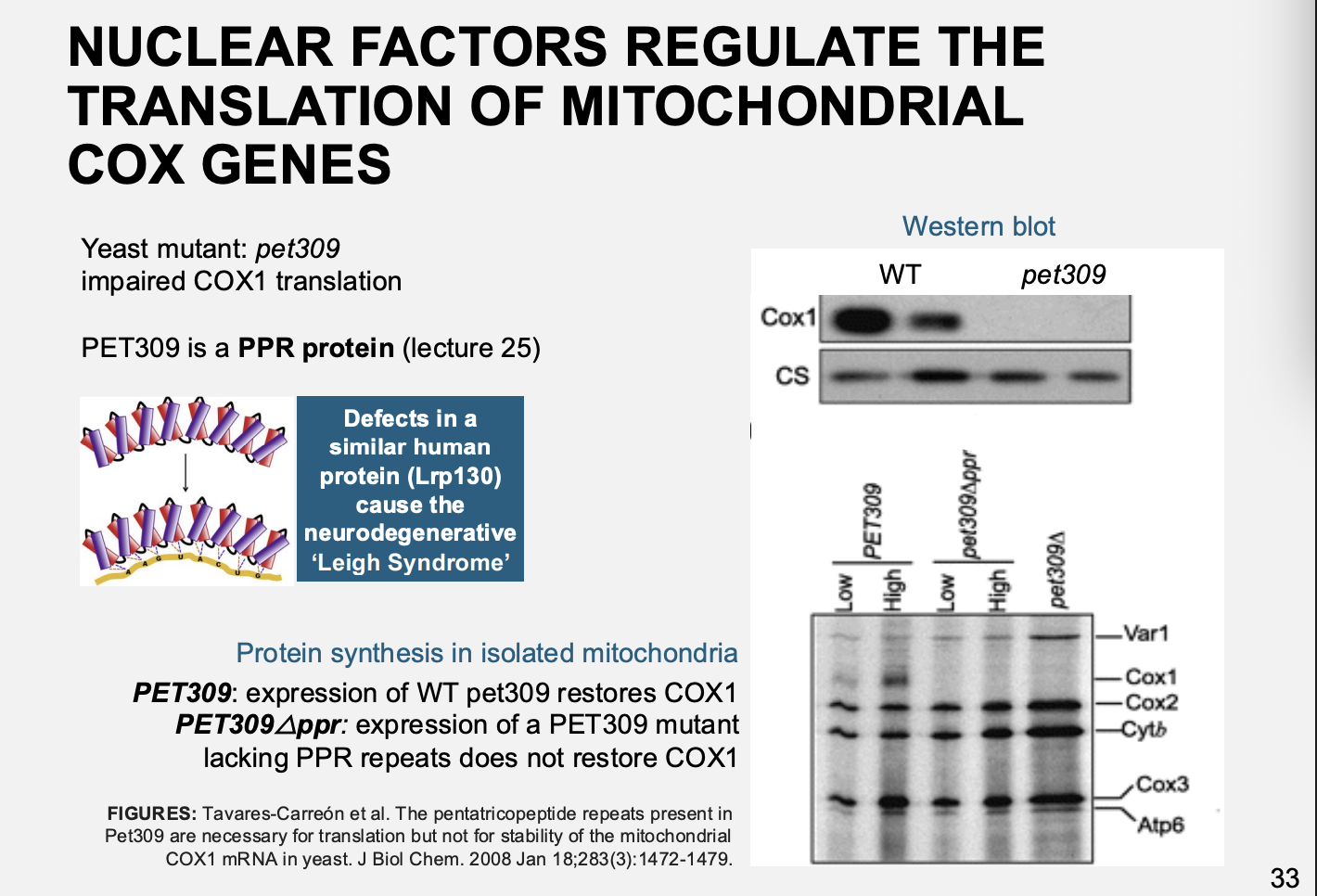 <ul><li><p>Pet is a PPR protein</p></li></ul><p>results</p><ol><li><p>Impaired in translation of Cox I mRNA</p></li><li><p>Complementation→ restored function</p></li><li><p>But→ complentation wtih proteins <strong>lacking </strong>the Huam nPet309→ <strong>neurodegenerative Leigh syndrome</strong></p><ul><li><p>due to inability to assemble COX</p></li></ul></li></ol><p>Therefore: show the need for nuclear regulation and the proteins it makes to regulate the organelle proteins</p><p></p>