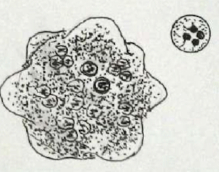 knowt flashcard image