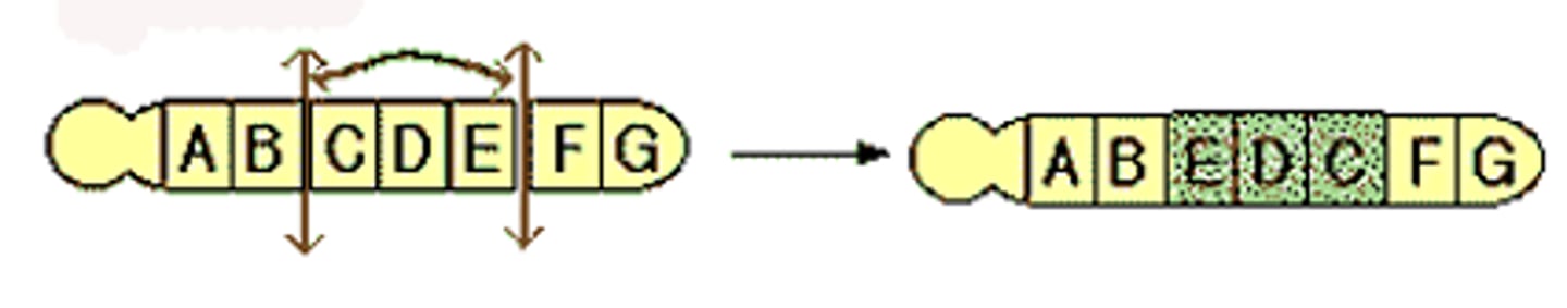 <p>Mutation in which a chromosome piece reattaches to original chromosome but in reverse orientation</p>