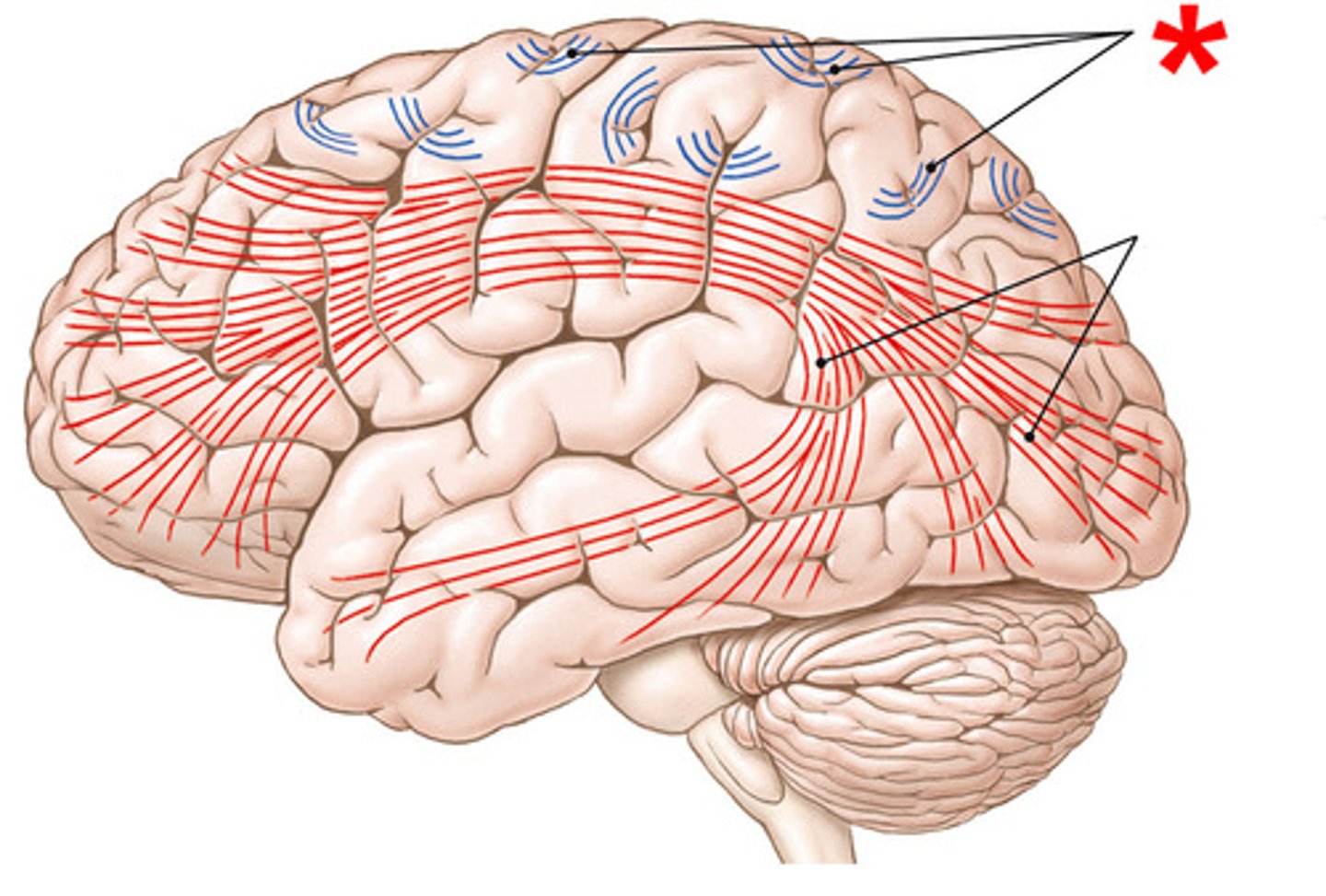 <p>short association fibers that connect two adjacent gyri within one hemisphere</p>