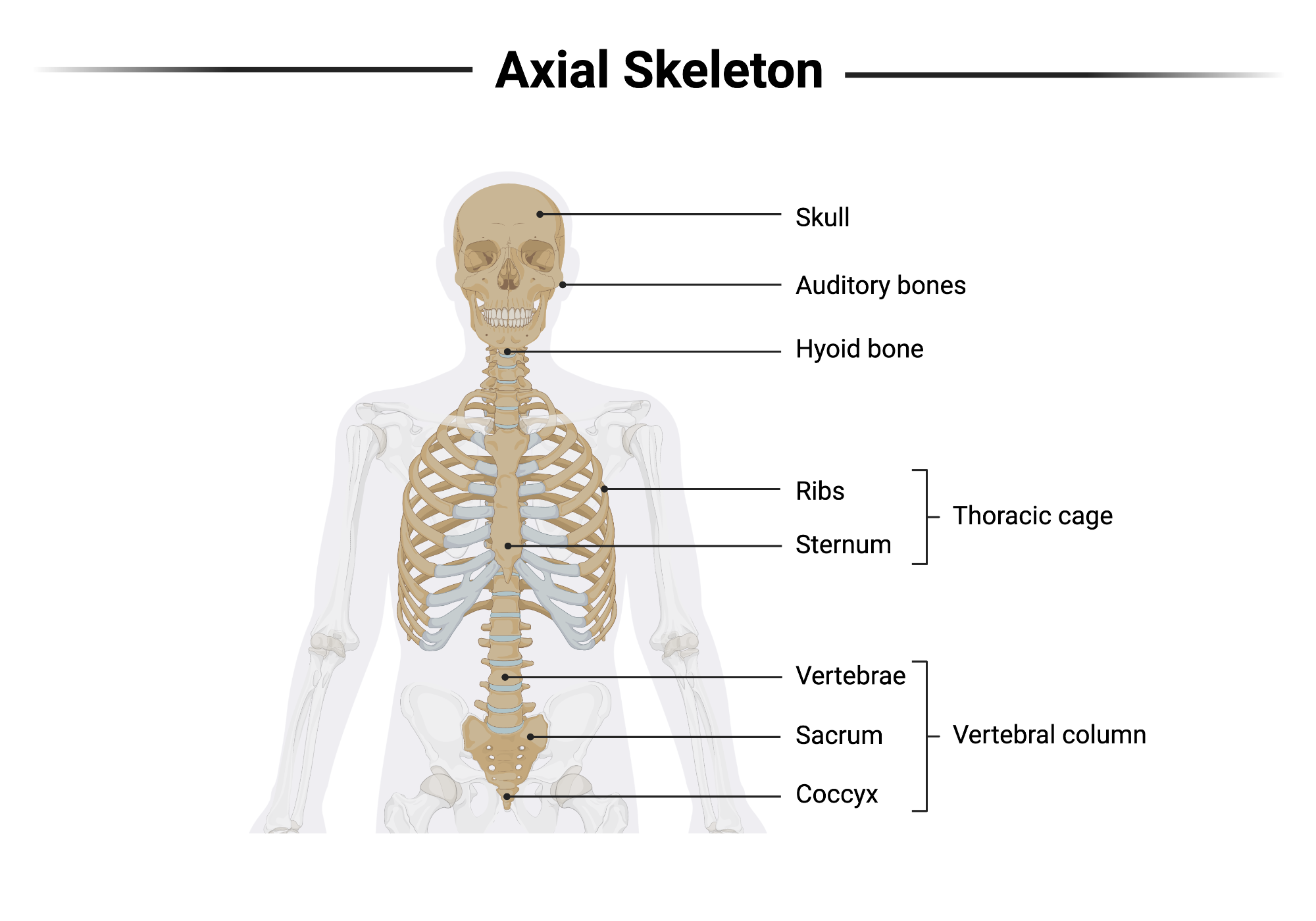 <ol><li><p>Skull and Mandible </p></li><li><p>Hyoid bone </p></li><li><p>Vertebral column </p></li><li><p>Ribs </p></li><li><p>Sternum </p></li></ol><p></p>
