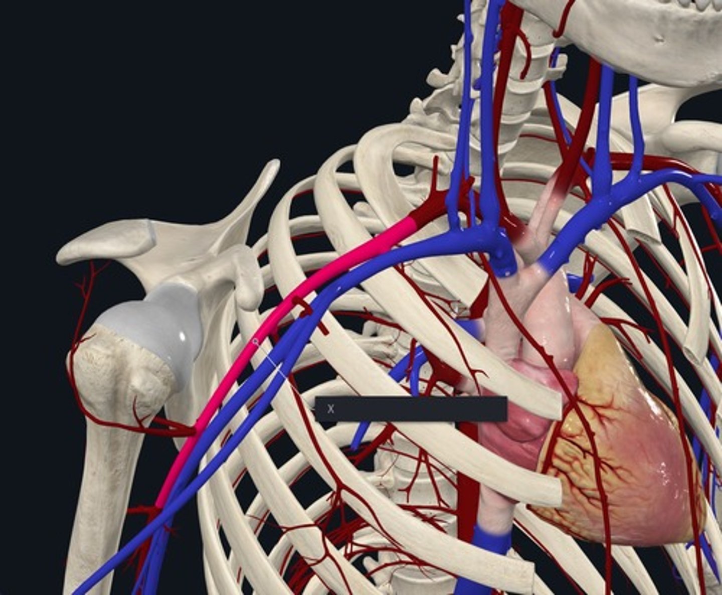 <p>Name the Vessel highlighted pink and marked with the X/continuation of the subclavian arteries/ends at elbow</p>
