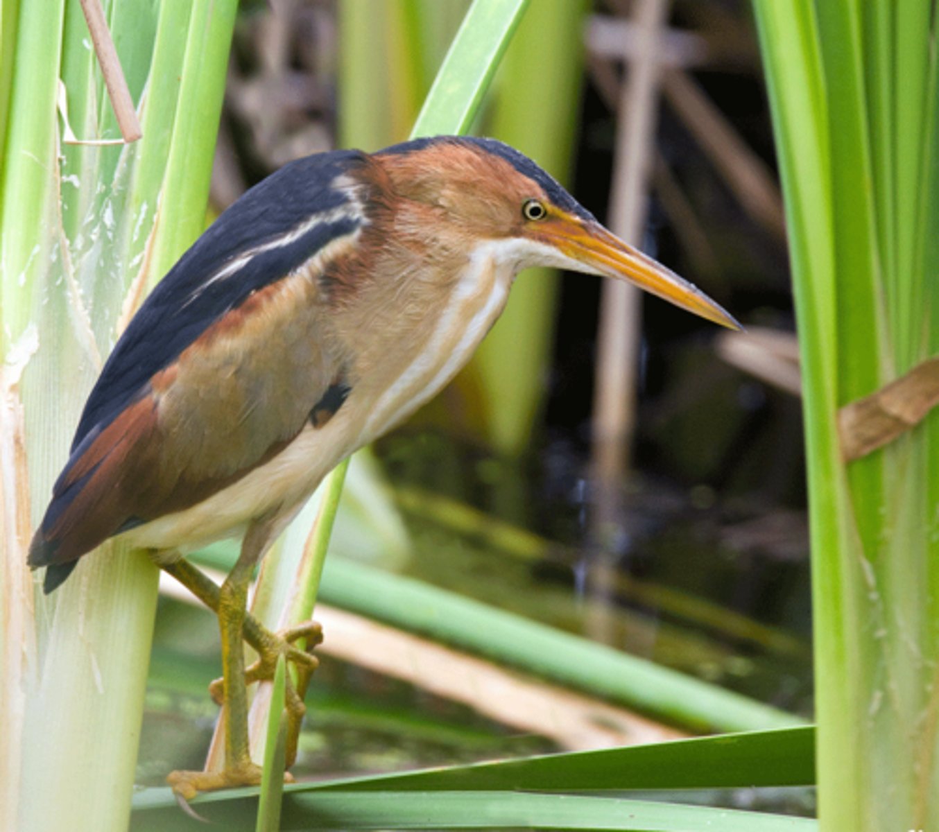 <p>Freshwater and brackish marshes, Forage by stalking along the edges of emergent vegetation</p>