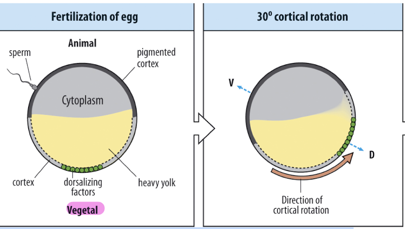 <p>➤ Rotates cortex away from sperm entry → moves dorsalizing factors</p><ul><li><p>The <strong>dorsal side</strong> is <strong>opposite</strong> to where the sperm entered</p></li></ul><p></p>
