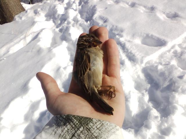 <p><em>English </em>House Sparrow </p><p>(<span data-name="female" data-type="emoji">♀</span> pictured here)</p>