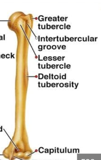 <p>aka <strong>bicipital groove </strong></p><p><span>separates the <strong>greater </strong>&amp; <strong>lesser tubercles </strong>of the humerus</span></p><p></p>