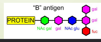 <ul><li><p>B gene (BB/BO) encodes D-galactosyltransferase to add a D-galactose molecule to H antigen</p><ul><li><p>D-galactose with H antigen is B antigen</p></li><li><p>need B and H genes</p></li></ul></li><li><p>converts less H antigen to B antigen compared to A</p></li></ul><p></p>