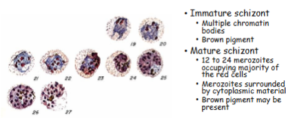 <p>What is the genus, species, and stage of this parasite?</p>