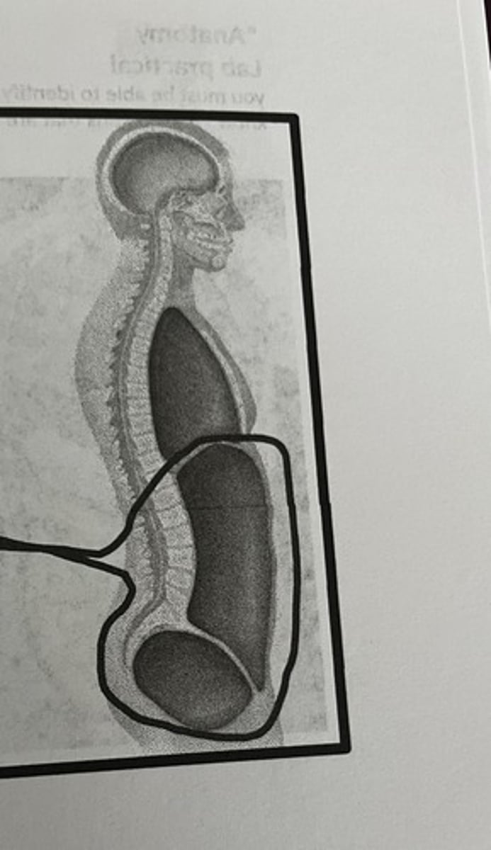 <p>What cavity does this picture represent? (lateral view)</p>