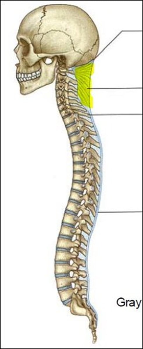 <p>Ligament that stabilizes skull on cervical vertebrae, extends between c7 and base of skull</p>