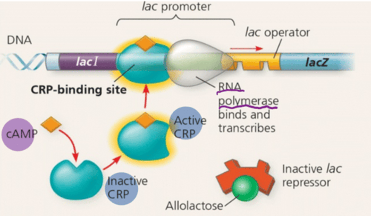<p>The high level of cAMP activates CRP which binds to the promoter and increases RNA polymerase binding there.</p><p>The lac operon produced large amounts of mRNA coding for the enzymes the cell needs to use lactose</p>