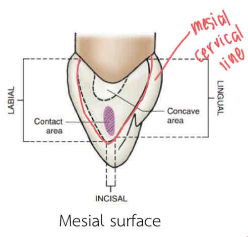 <p>On the <strong>mesial surfaces of a max. right canine, </strong>explain the structure of the surface.</p>