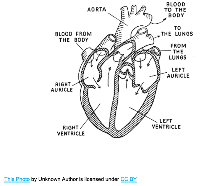 <ul><li><p>“Plumber”</p></li><li><p>"Electrician”</p></li><li><p>How many sub-specialties?</p><ul><li><p>Coronary artery disease</p></li><li><p>Heart failure </p></li><li><p>Rhythm disorders</p></li><li><p>Valvular disease </p></li></ul></li></ul><p></p>