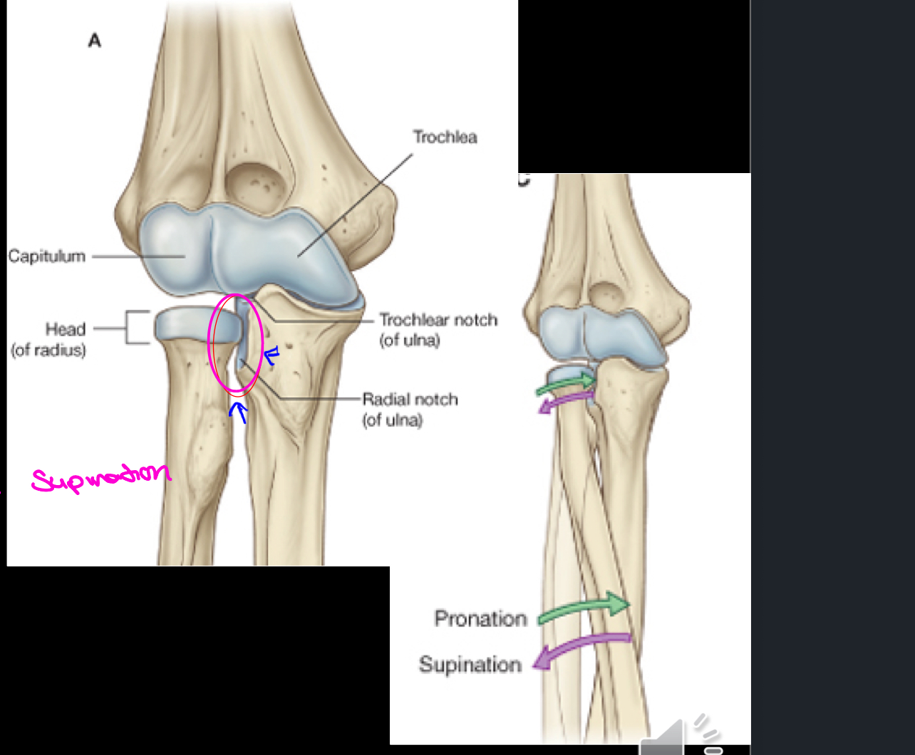 <p>proximal radio-ulnar ; pivot. It helps perform pronation and supination of the forearm.</p>