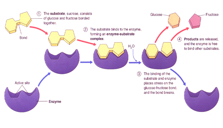 <ul><li><p><span>Initially the active site is not a direct fit for the substrate&nbsp;</span></p></li><li><p><span>Just prior to substrate binding, the enzyme modifies its shape to better accommodate the substrate&nbsp;</span></p></li><li><p><span>The enzyme binds to the substrate&nbsp;</span></p></li><li><p><span>Creates an <strong>enzyme-substrate complex&nbsp;</strong></span></p></li><li><p><span>Enzyme converts substrate into product(s)</span></p></li></ul><p></p>