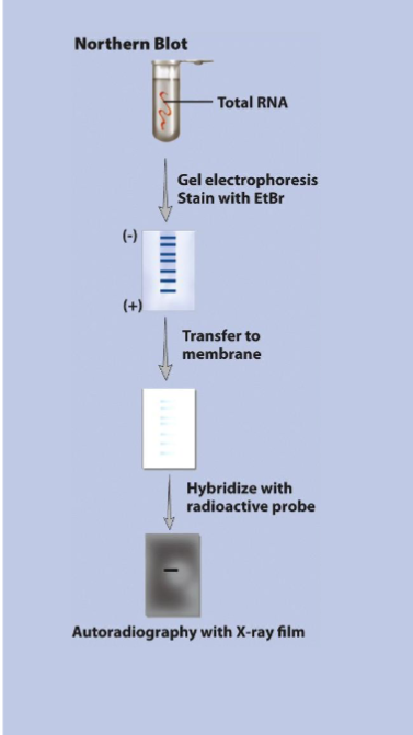 <p>detects specific mRNAs</p><ol><li><p>mRNA is transcribed from protein coding DNA (first step in gene expression)</p></li><li><p>total RNA from all 3 major groups is isolated from cells and electrophoresed</p></li></ol><p>similar to Southern blotting but no denaturation needed since RNA is already ss</p><ul><li><p>can be used to determine stead-state level of a specific transcript in a certain RNA mixture → abundance of specific mRNA at certain time under certain conditions</p></li><li><p>depends on both transcription and degradation rate for that specific mRNA</p></li></ul><p></p>